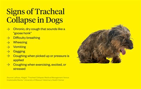 Collapsed Trachea in Dogs: Causes, Signs, and Treatment